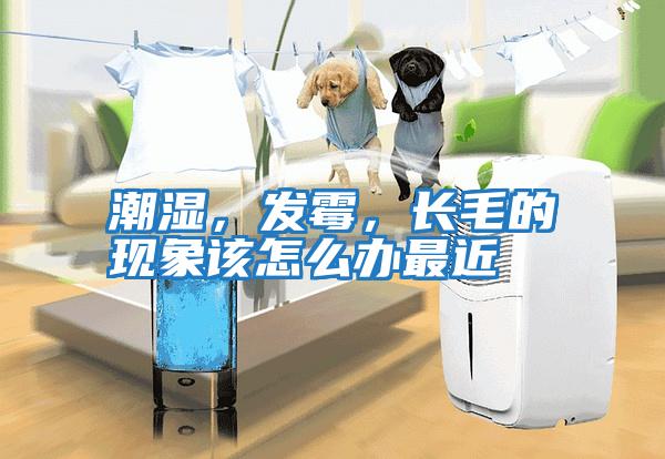 潮濕，發霉，長毛的現象該怎么辦最近