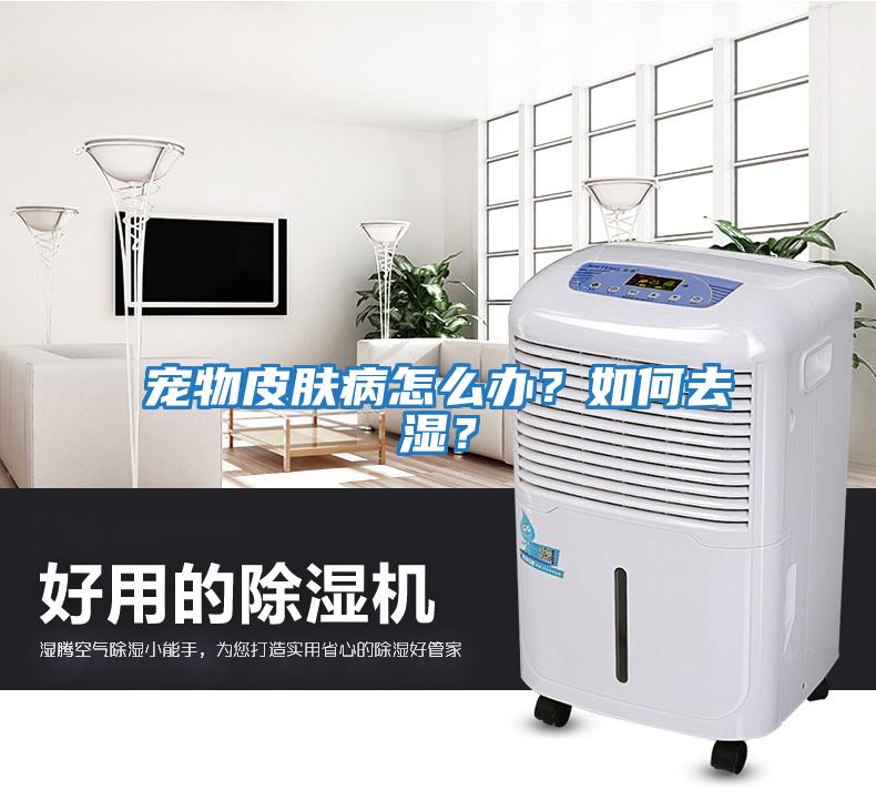 寵物皮膚病怎么辦？如何去濕？