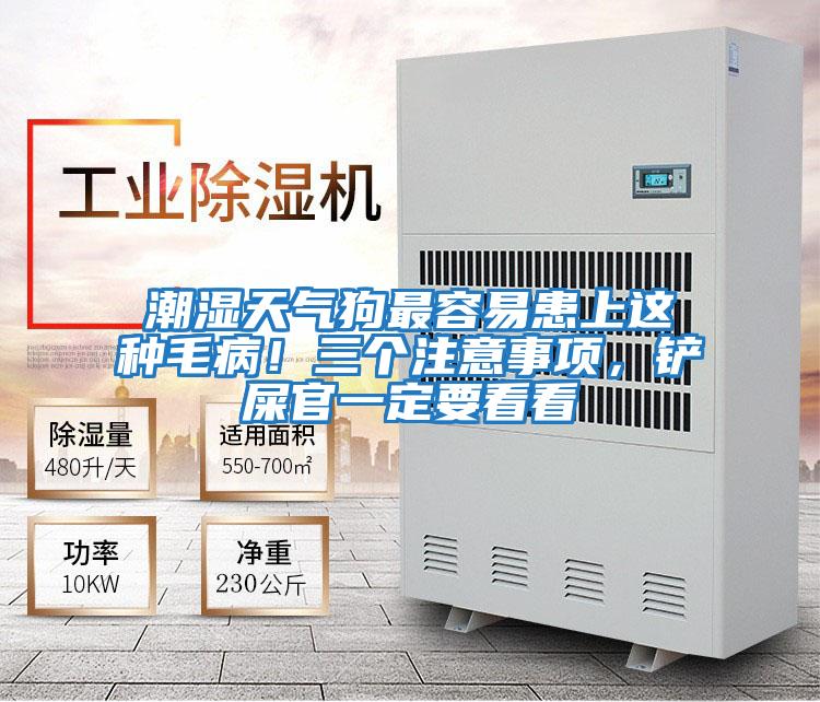 潮濕天氣狗最容易患上這種毛病!三個注意事項,鏟屎官一定要看看