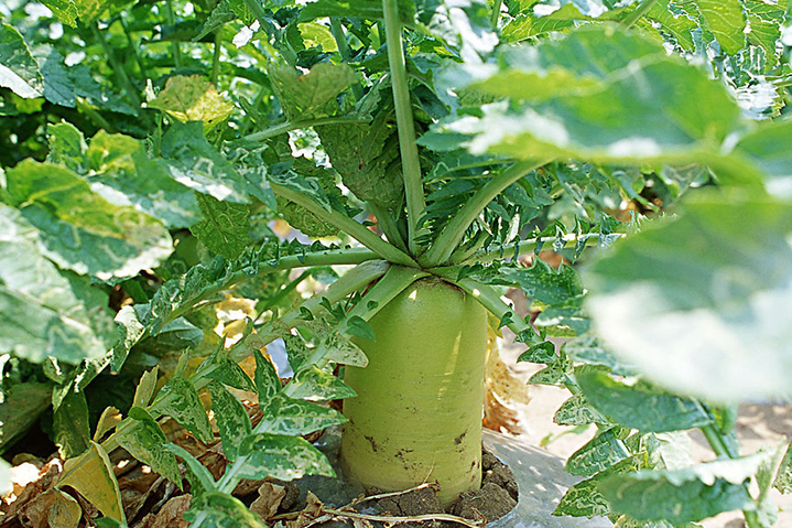 巧用蘿卜烘干機制作香辣脆的蘿卜干_重復